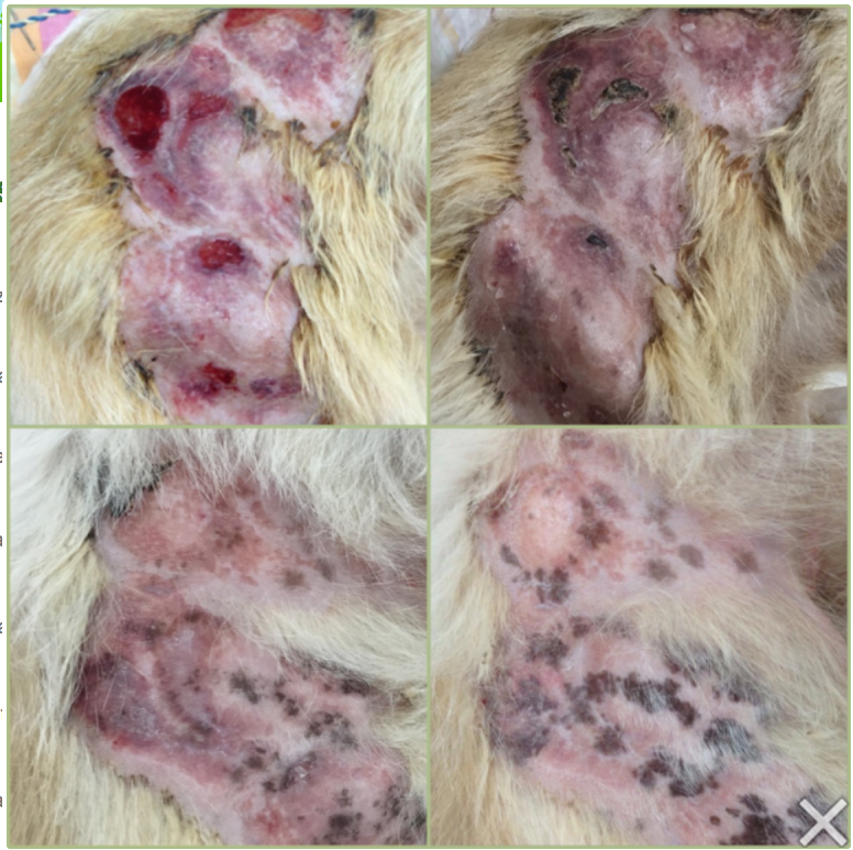 Sequela de cinomose Clearance